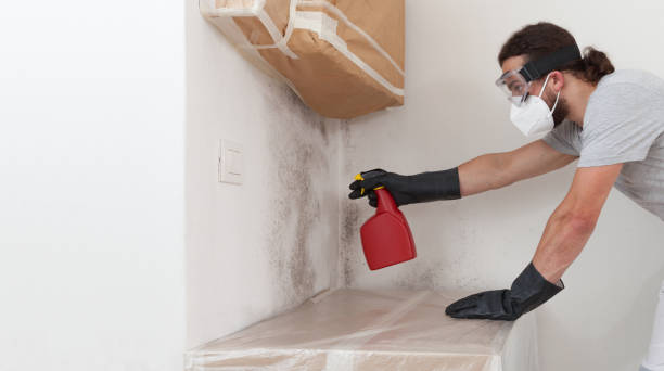 Basement Mold Remediation treatment on basement walls in Great Neck